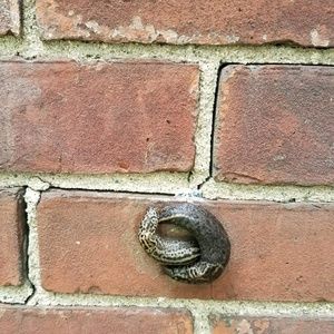 Meet your Posher, Takelia